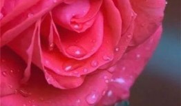 水晶玫瑰最新爆料视频